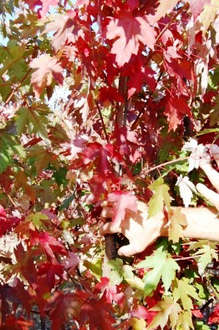 Autumn Blaze maple leaves