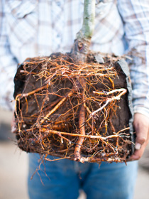 Man holding a Bare Root Tree