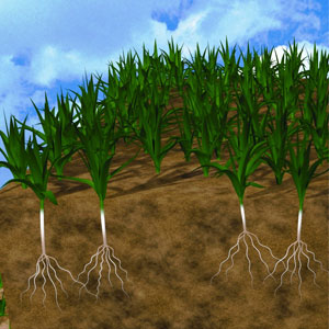 Rhizomatous Fescue Sod drawing of root structure