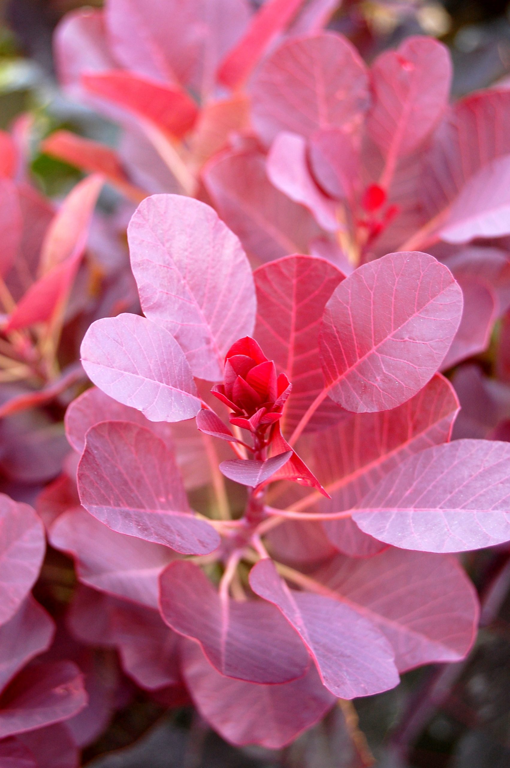 red leaves of a decorative tree for landscaping