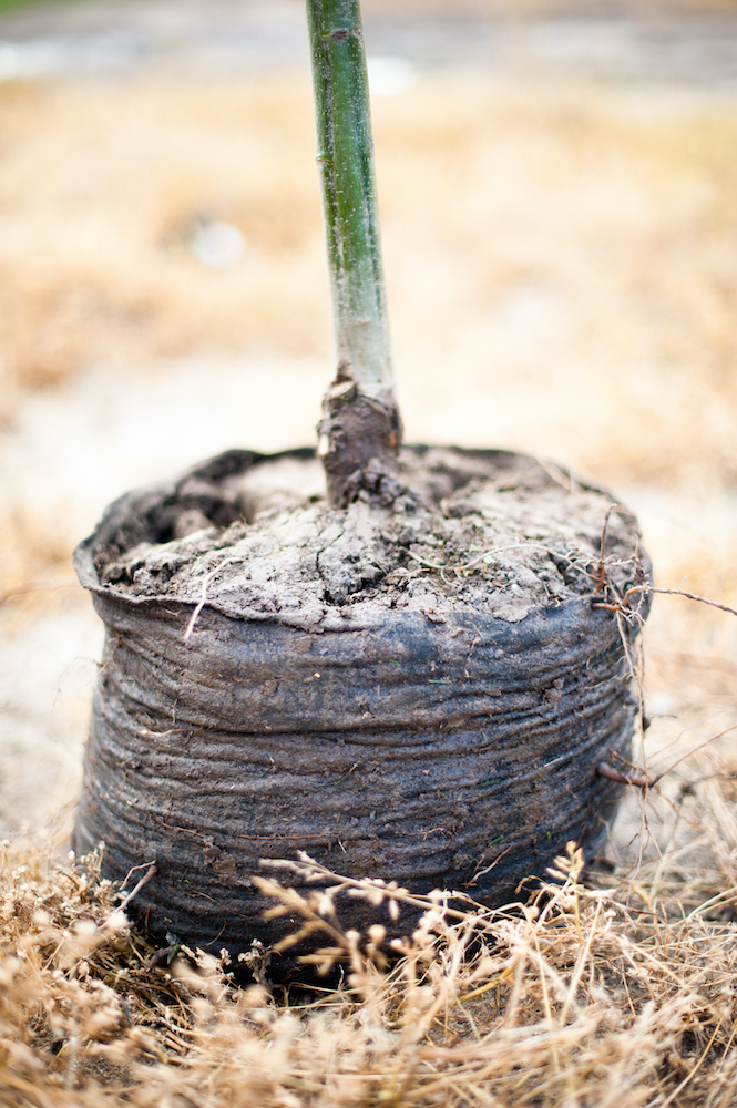 bare root liner tree base at our wholesale tree nursery