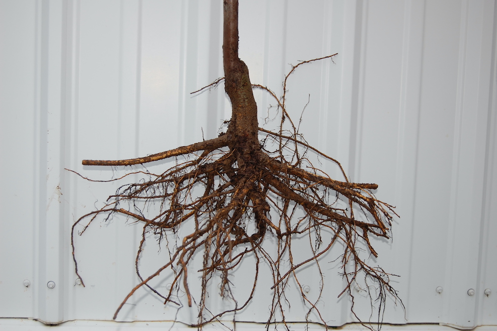 bare root of a tree at our wholesale tree nursery