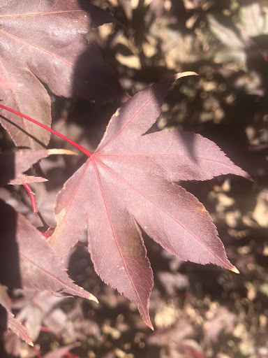Close up image of a Acer palmatum Emperor 1 Japanese Maple leaf.