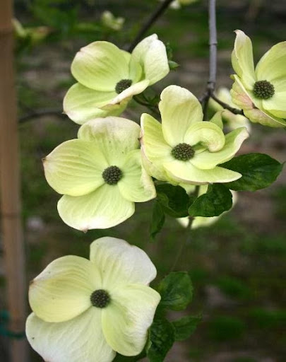 Close up images of the white flowers of the Cornus x 'Eddies White Wonder' Dogwood.