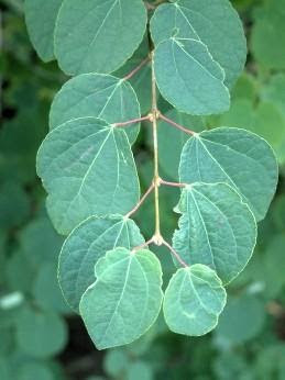 Close up image of green leaves of the Cercidiphyllum japonicum or Katsura tree.