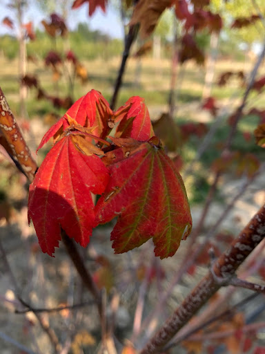 Red leaves of the Acer circinatum Vine Maple tree.