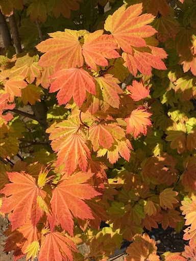 Close up image of the red-yellow-orange fall colored leaves of the Acer circinatum 'Pacific Fire' Vine Maple tree.