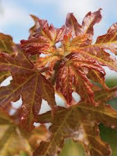 Red-yellow leaves of Acer campestre 'Evelyn' or Queen Elizabeth Hedge Maple tree.