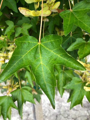 Close up image of a large Acer miyabei ‘Morton’ STATE STREET Maple leaf.