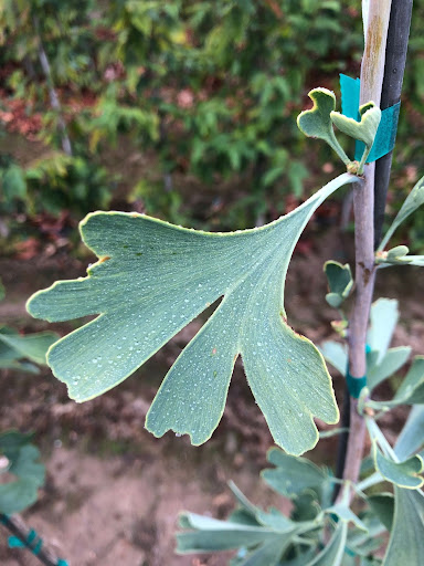 Image of the green leaves of the Ginkgo biloba 'Autumn Gold' or Autumn Gold Ginkgo tree.