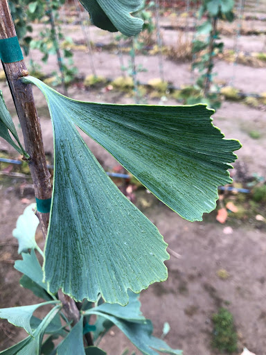 Green leaves of the Ginkgo biloba 'Princeton Sentry' or Princeton Sentry Ginkgo tree.