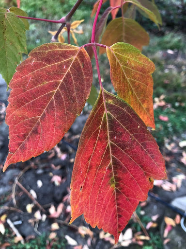 Close up image of the bright red fall leaves of the Acer negundo 'Sensation' Box Elder tree.