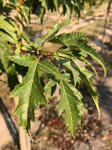 Acer ginnala 'Flame' Maple leaves.