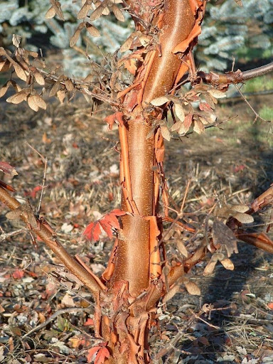Image of the beautiful, peeling, cinnamon-colored bark of the Acer griseum or Paperbark Maple Tree.
