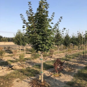 Acer platanoides 'Emerald Queen' Maple trees.