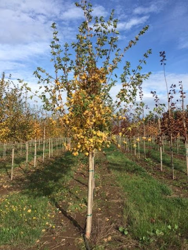 Image of rows of Acer campestre or the Hedge Maple with yellow and green leaves.