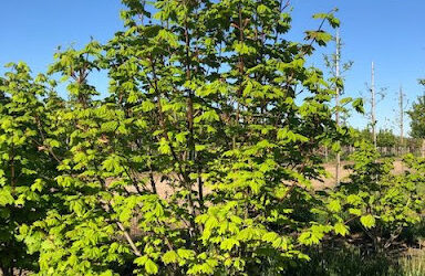 Acer circinatum – Vine Maple