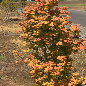 Image of Acer circinatum 'Pacific Fire' Vine Maple with bright orange leaves.