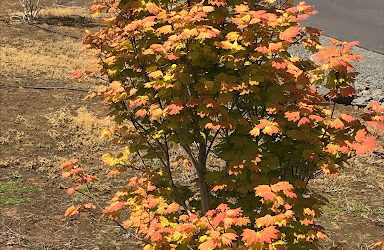 Acer circinatum ‘Pacific Fire’ – Pacific Fire Vine Maple