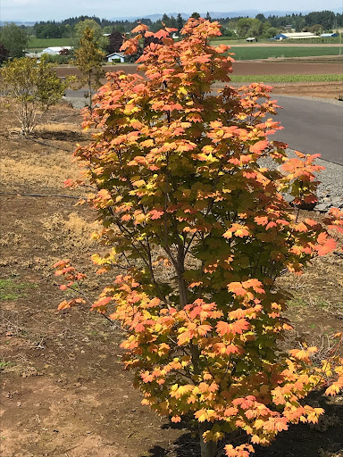 Acer circinatum 'Pacific Fire' Vine Maple with bright orange leaves.