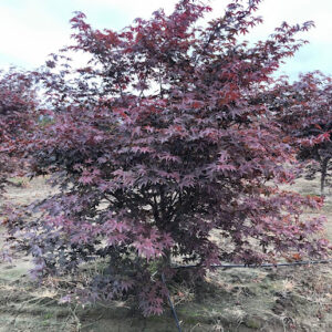 Image of a fully grown Emperor 1 Japanese Maple or Acer palmatum Emperor 1 with scarlet red foliage.