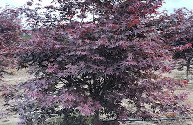 Acer palmatum ‘Emperor 1’ – Emperor 1 Japanese Maple