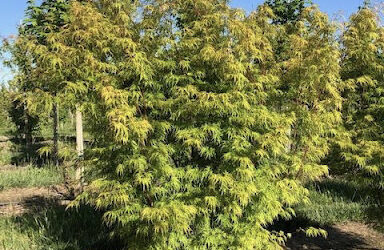 Acer palmatum dissectum ‘Seiryu’ – Laceleaf Japanese Maple