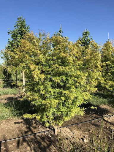 Image of the chartreuse foliage of the upright Laceleaf Japanese Maple or Acer palmatum 'Seiryu'.