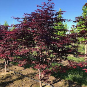 Acer palmatum 'Bloodgood' Japanese Maple tree.