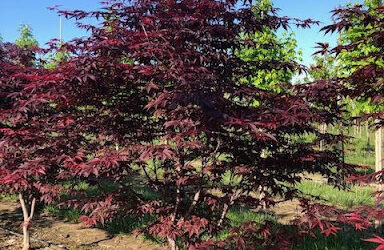 Acer palmatum ‘Bloodgood’ – Bloodgood Japanese Maple