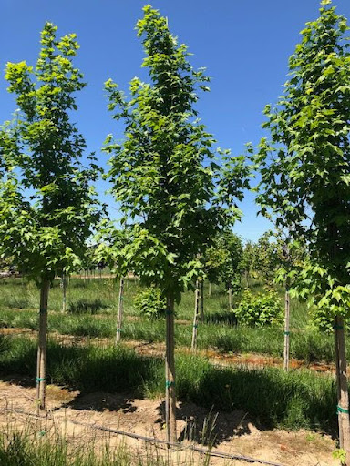 Image of rows of growing State Street® Maple trees, otherwise known as the Miyabe Maple tree.