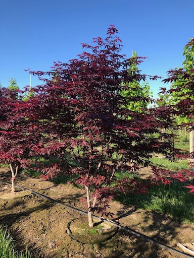 Acer palmatum ‘Bloodgood’ – Bloodgood Japanese Maple