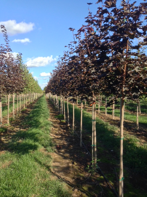 Image of rows of Acer platanoides 'Crimson King' (Crimson King Maple) trees with bright maroon leaves.