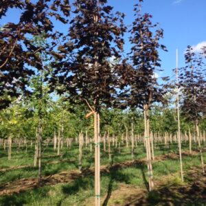Acer platanoides 'Crimson King' (Crimson King Maple) trees.
