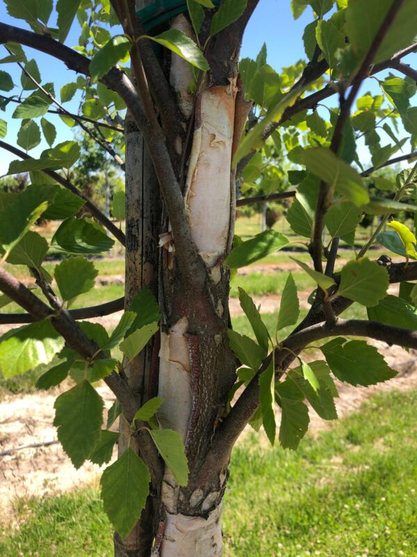 Bark peeling on a Betula nigra 'Cully'