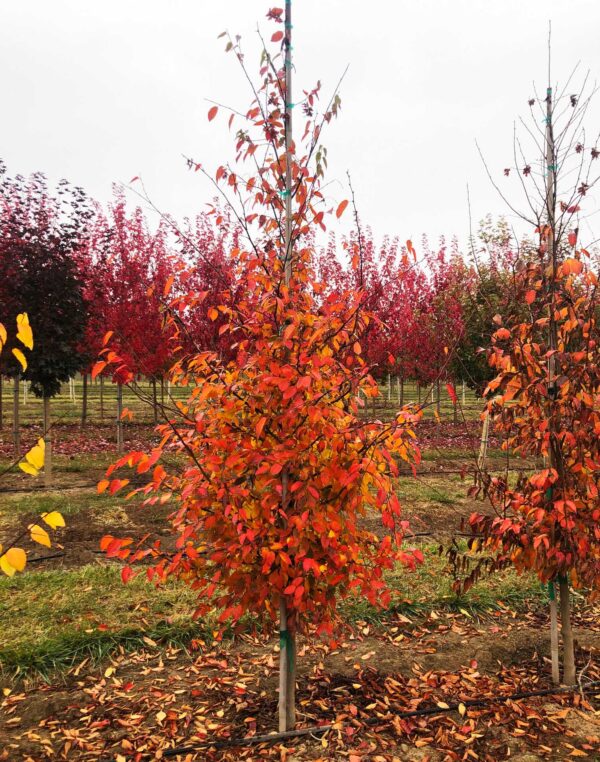 Carpinus-caroliniana-Musclewood fall foliage
