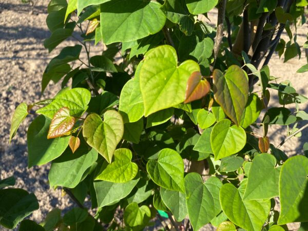 Cercis canadensis Ace of Hearts folliage