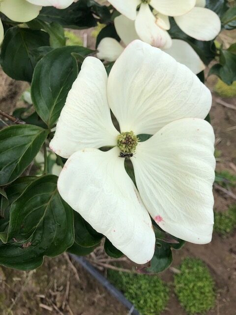 Close up image of a large white flower of a Cornus x kousa ‘KN30-8’ or Venus® Dogwood tree.