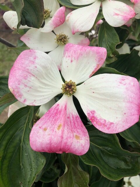 Close up image of a large white flower with pink edges from a Cornus x kousa ‘KN30-8’ or Venus® Dogwood tree.