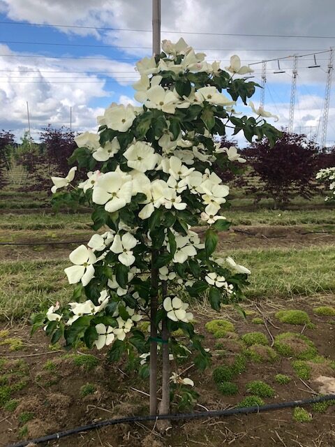 Cornus x kousa ‘KN30-8’ or Venus® Dogwood tree with white flowers in the spring.