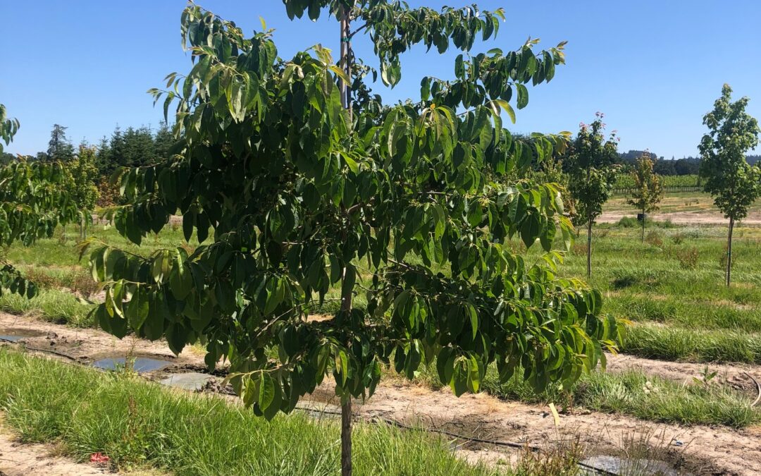 Diospyros virginiana -American Persimmon Tree