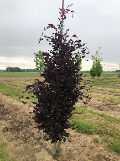 Image of a row of Fagus sylvatica 'Red Obelisk' Beech tree with dark burgundy-red foliage.