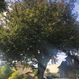 Mature Fagus sylvatica or European Beech tree.