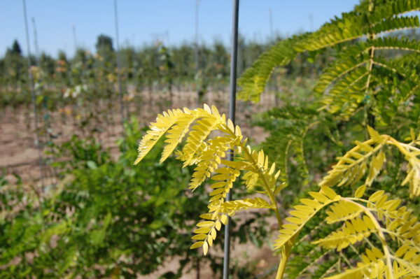 Close up image of the bright yellow and green leaves of the Gleditsia triacanthos var. inermis 'Suncole' or Sunburst® Honeylocust tree.