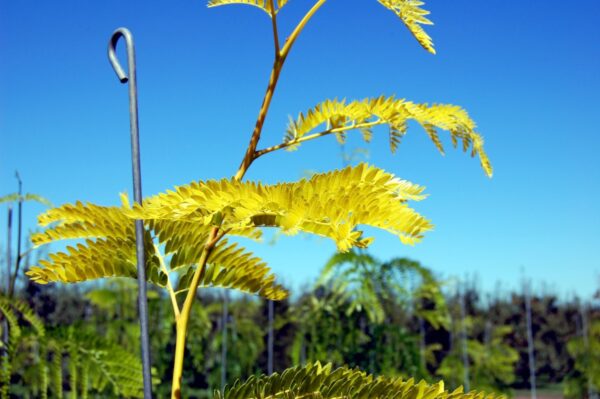 Close up of the golden colored leaves of the Gleditsia triacanthos var. inermis 'Suncole' or Sunburst® Honeylocust tree.