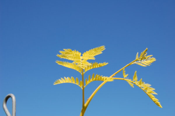 Section of bright yellow leaves of the Gleditsia triacanthos var. inermis 'Suncole' or Sunburst® Honeylocust tree.