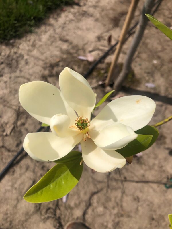 Beautiful white flower of the Magnolia virginiana 'Jim Wilson' or Moonglow® Magnolia tree.