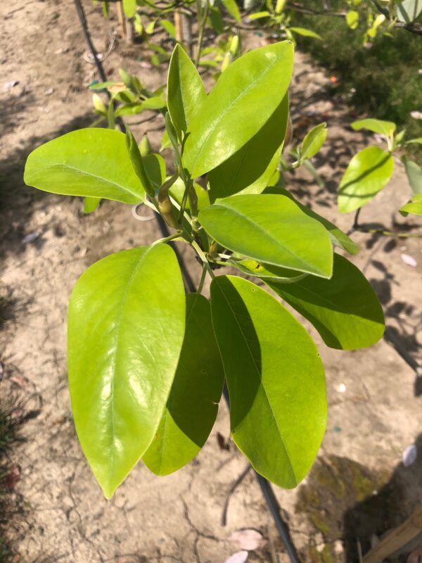 Green leaves of the Magnolia virginiana 'Jim Wilson' or Moonglow® Magnolia tree.