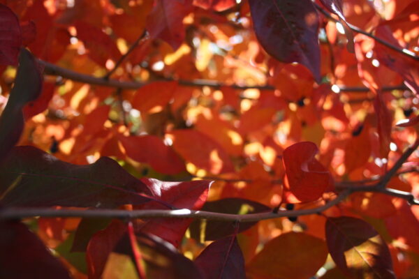 Image of red/orange fall leaves from a Nyssa sylvatica or Black Gum tree.