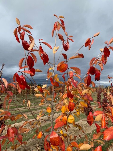 Bright red, orange, and yellow leaves of the Nyssa sylvatica 'M.O.N. 2' or Majestic® Black Gum tree in the fall.